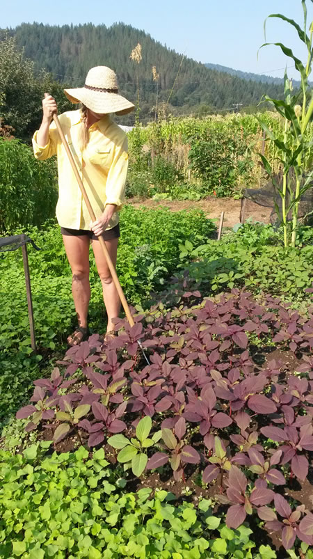 The Colinear Hoe is an Excellent Tool to Use for Weeding While Standing 